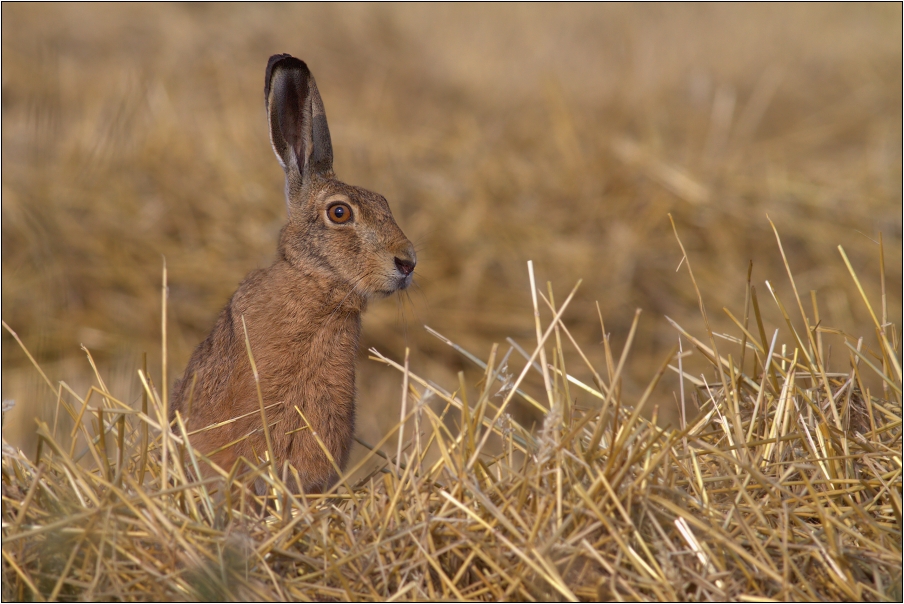 Zajíc polní ( Lepus europaeus )