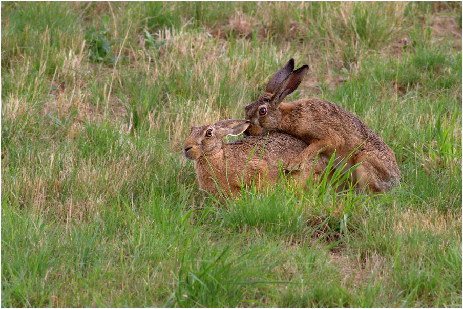 Zajíc polní  ( Lepus  europaeus )