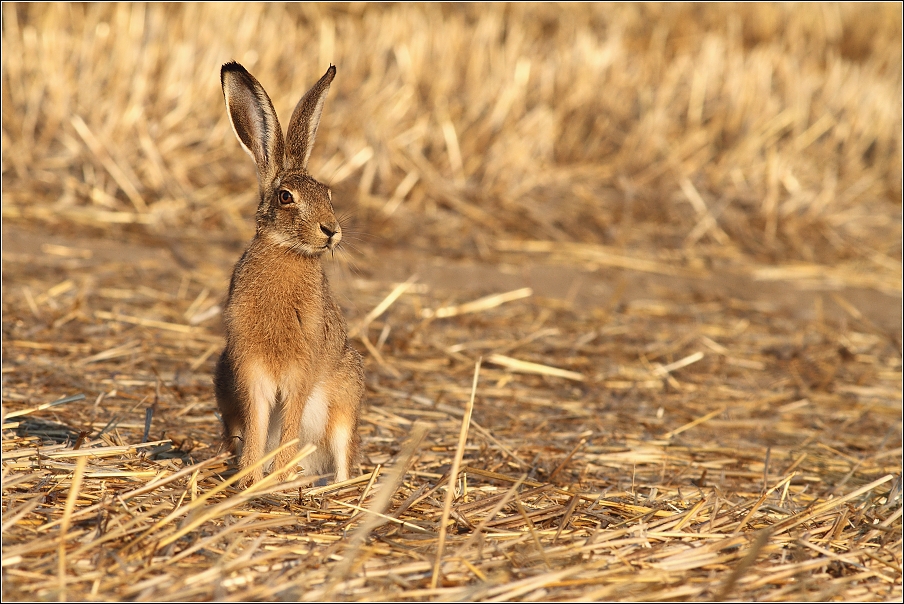 Zajíc polní ( Lepus europaeus )