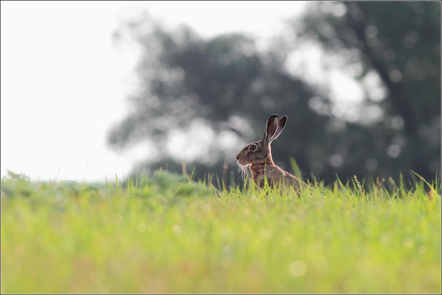 Zajíc polní ( Lepus  europaeus )