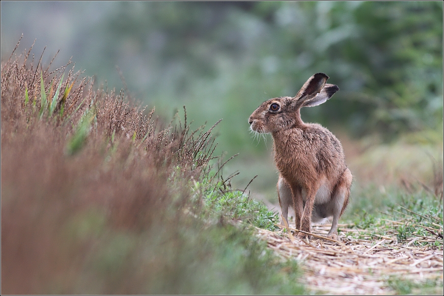 Zajíc polní ( Lepus europaeus )