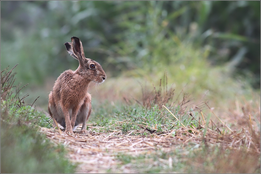 Zajíc polní ( Lepus europaeus )