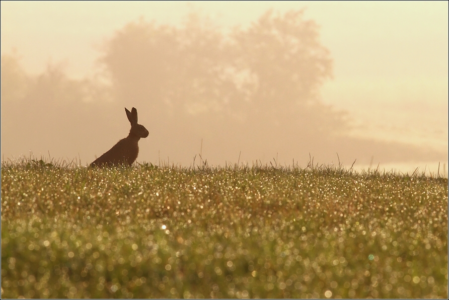 Zajíc polní ( Lepus europaeus )