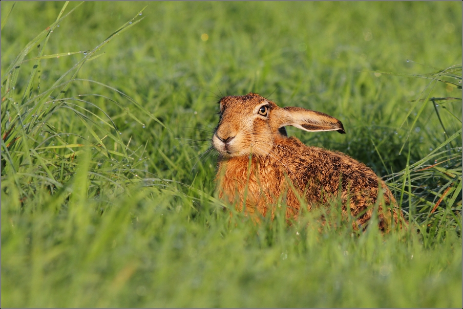 Zajíc polní ( Lepus  europaeus )