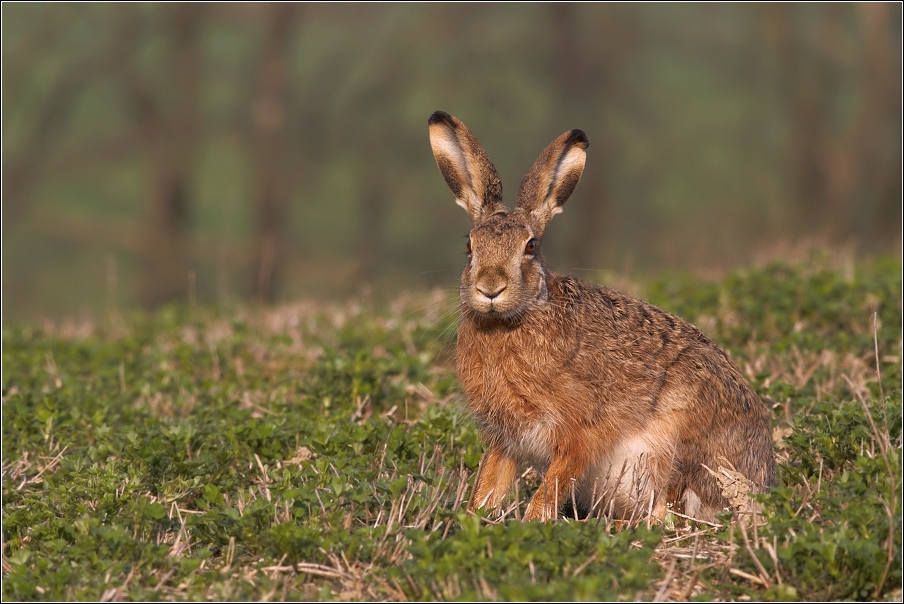 Zajíc polní ( Lepus europaeus )