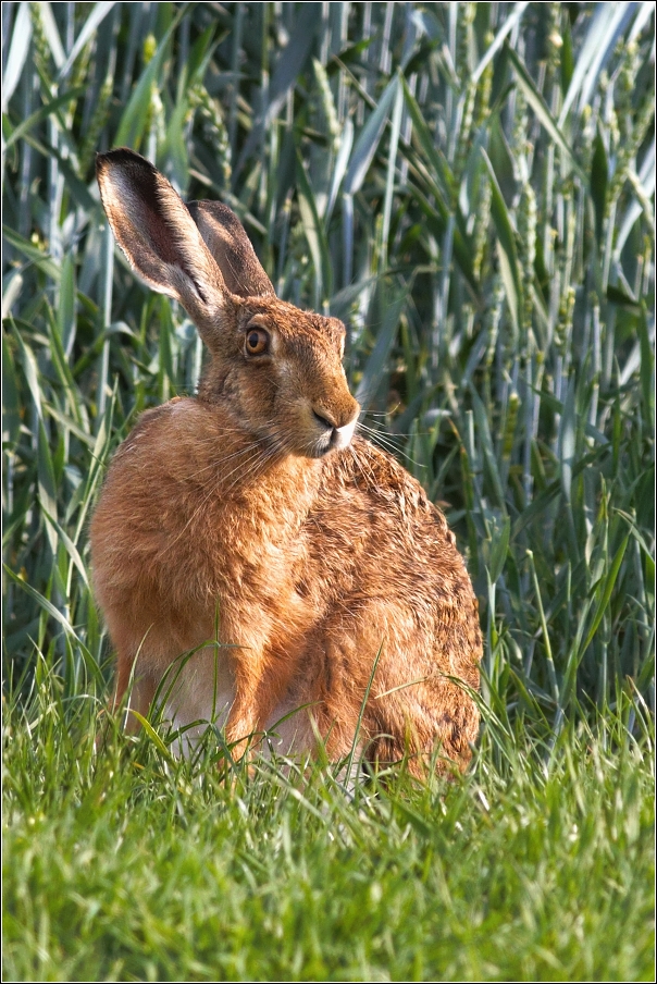 Zajíc polní ( Lepus europaeus )