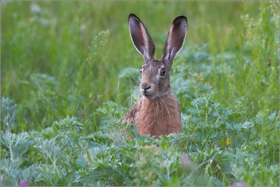 Zajíc polní ( Lepus europaeus )