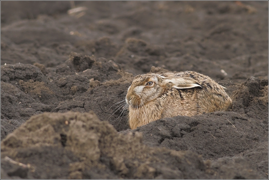 Zajíc polní ( Lepus europaeus )