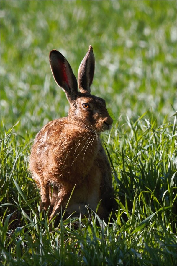 Zajíc polní ( Lepus europaeus )