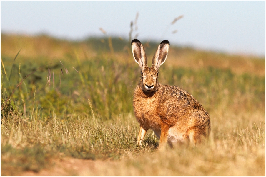 Zajíc polní ( Lepus europaeus )