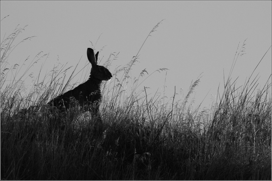 Zajíc polní  (Lepus europaeus )