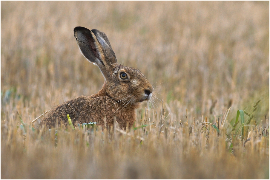 Zajíc polní  (Lepus europaeus )