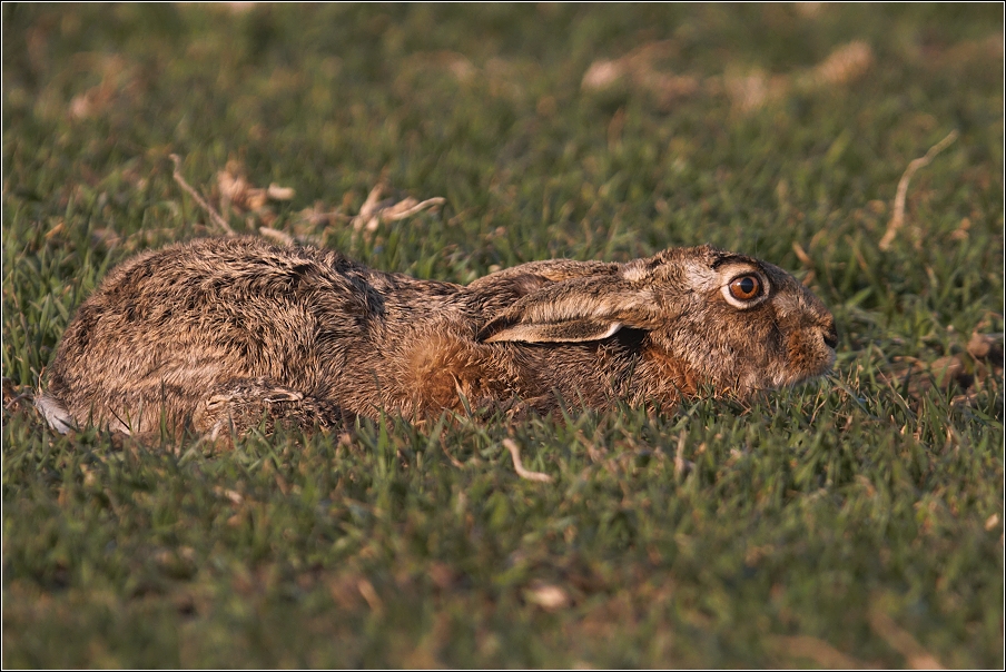 Zajíc polní  (Lepus europaeus )