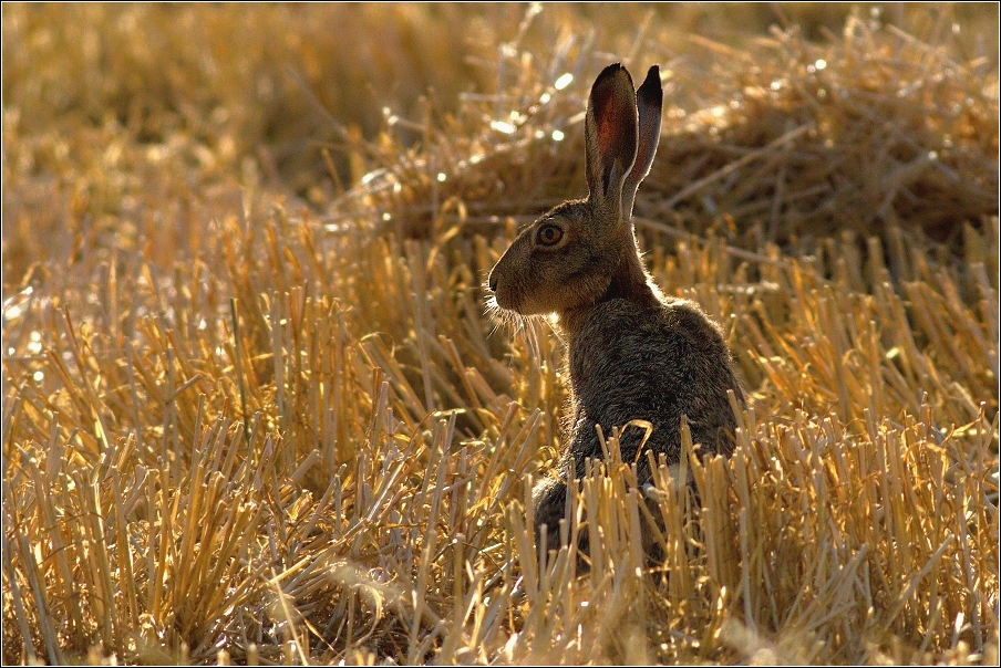 Zajíc polní  (Lepus europaeus )