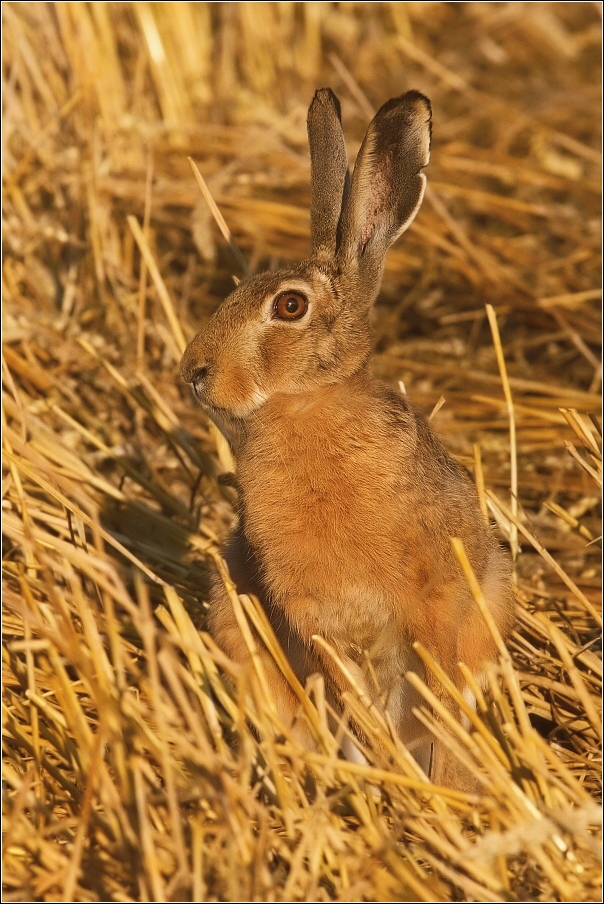 Zajíc polní  (Lepus europaeus )