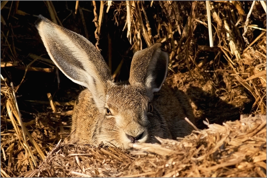 Zajíc polní  (Lepus europaeus )