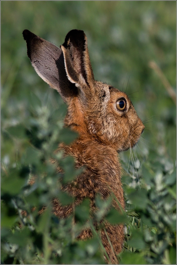 Zajíc polní  (Lepus europaeus )