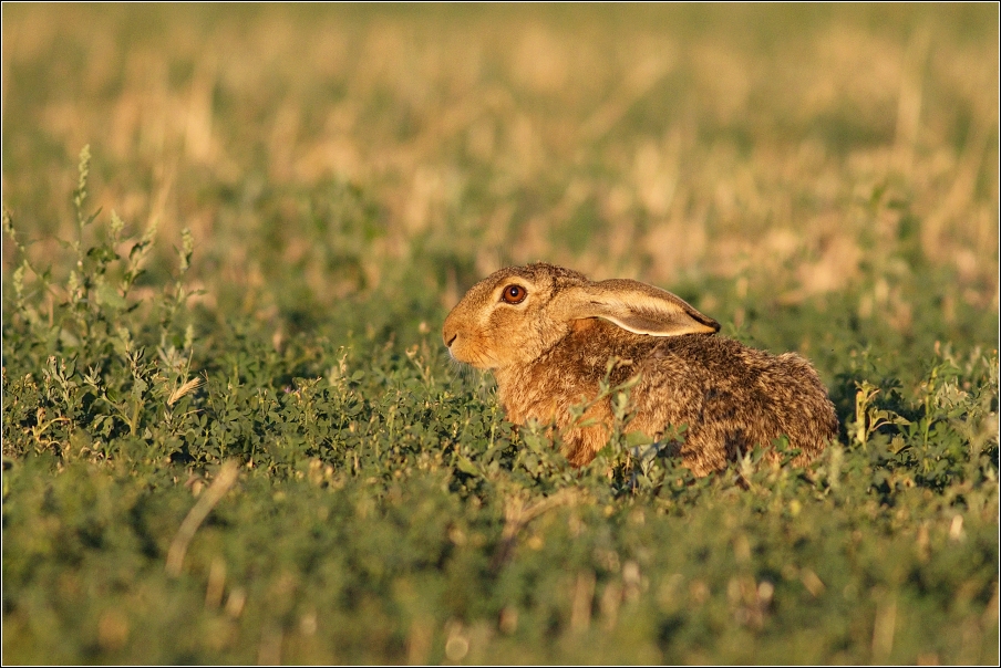 Zajíc polní  (Lepus europaeus )