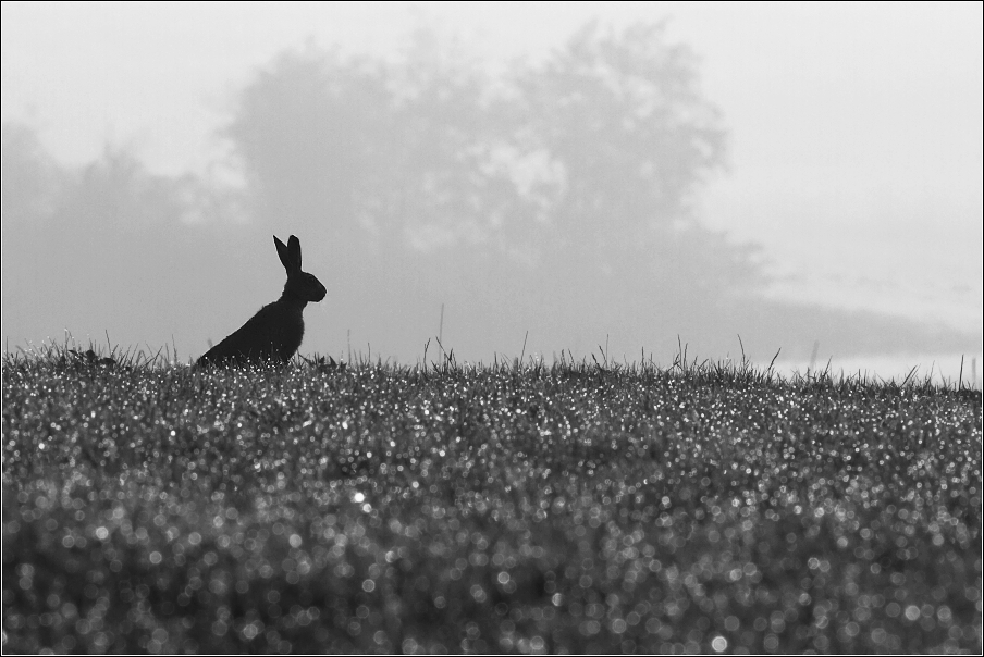 Zajíc polní  (Lepus europaeus )