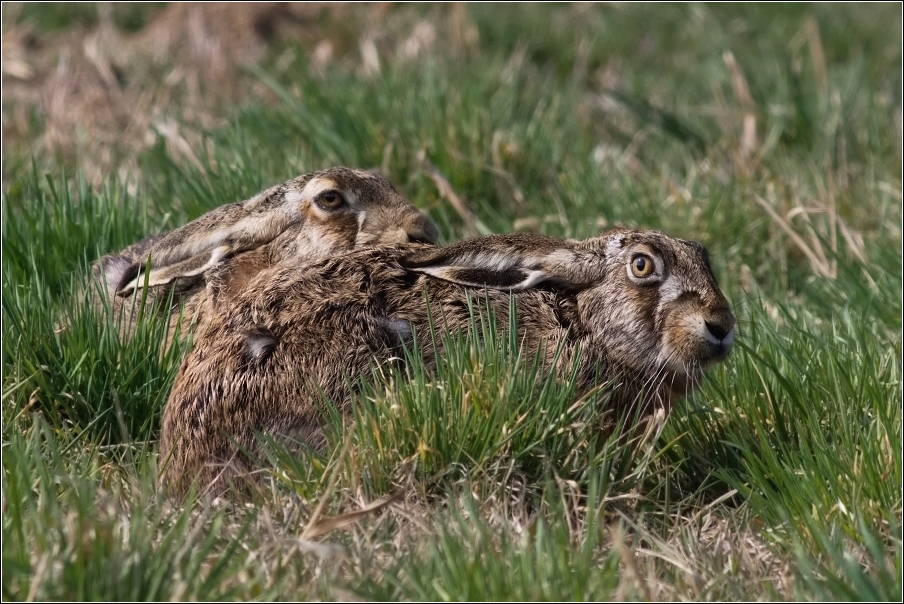 Zajíc polní  (Lepus europaeus )