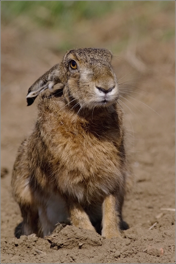 Zajíc polní  (Lepus europaeus )