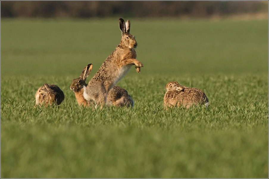 Zajíc polní  (Lepus europaeus )