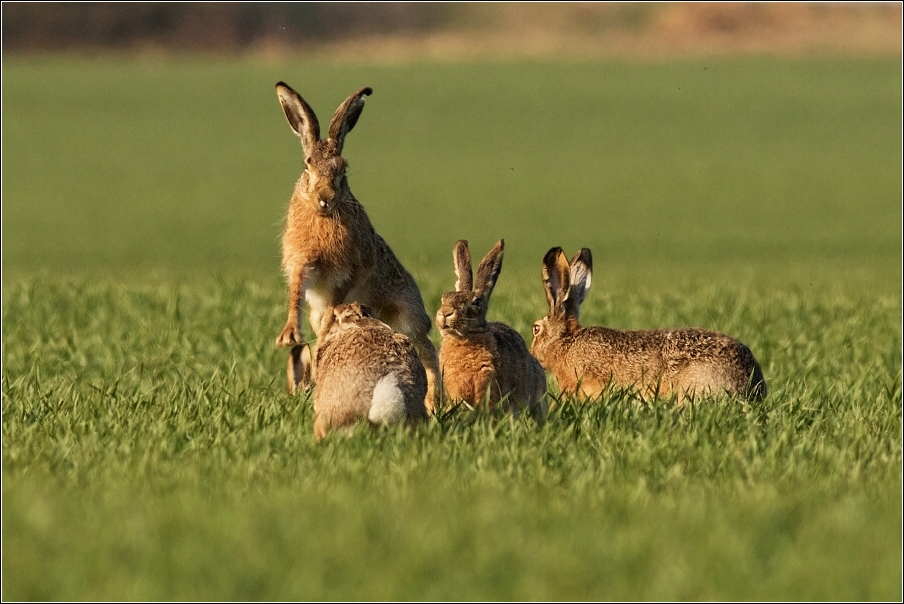 Zajíc polní  (Lepus europaeus )