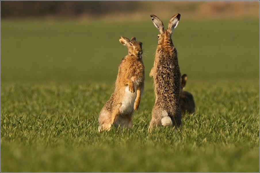 Zajíc polní  (Lepus europaeus )