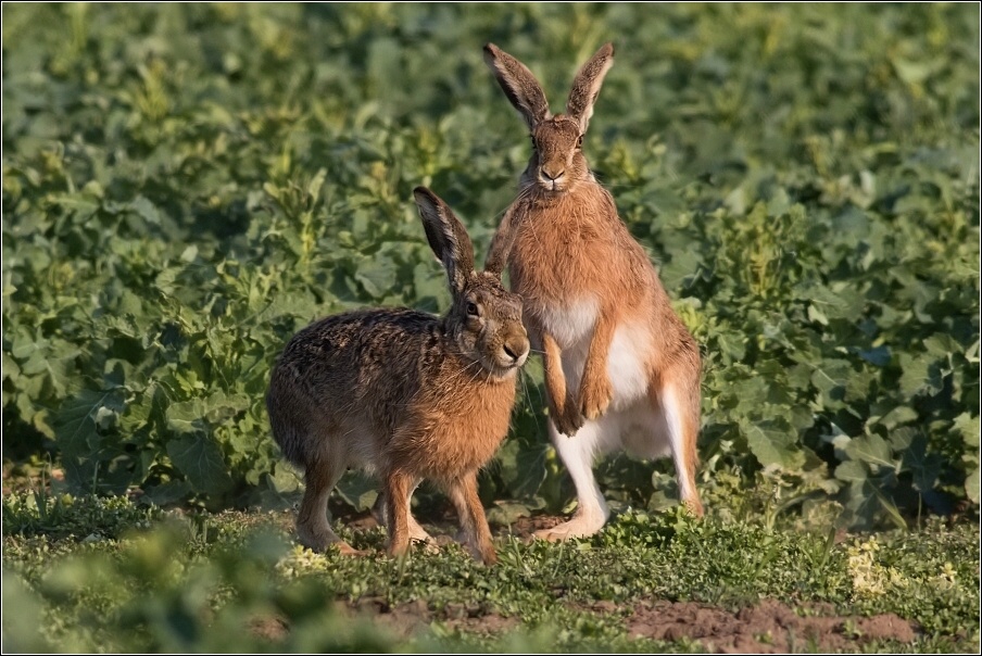 Zajíc polní  (Lepus europaeus )