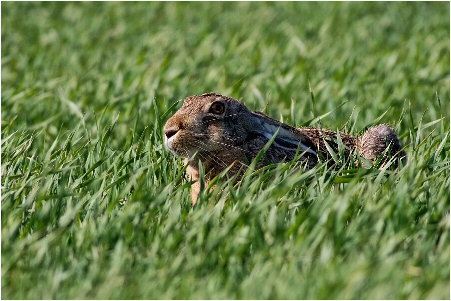 Zajíc polní  (Lepus europaeus )