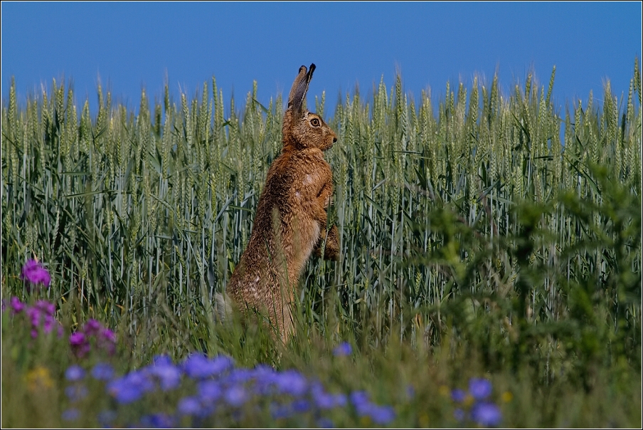 Zajíc polní  (Lepus europaeus )