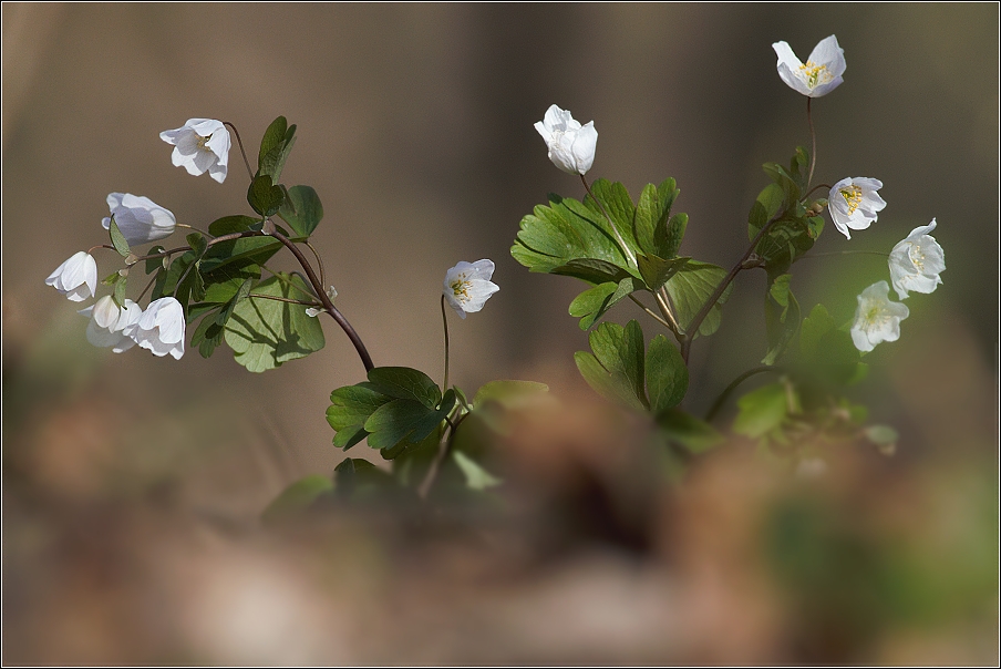 Zápalice žluťuchovitá  ( Isopyrum thalictroides )