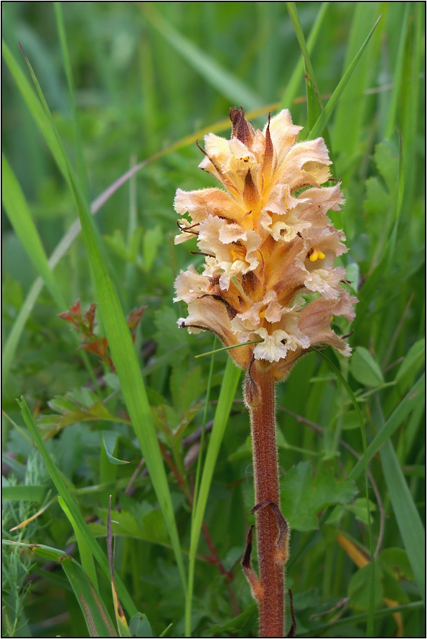 Záraza vyšší  ( Orobanche elatior )