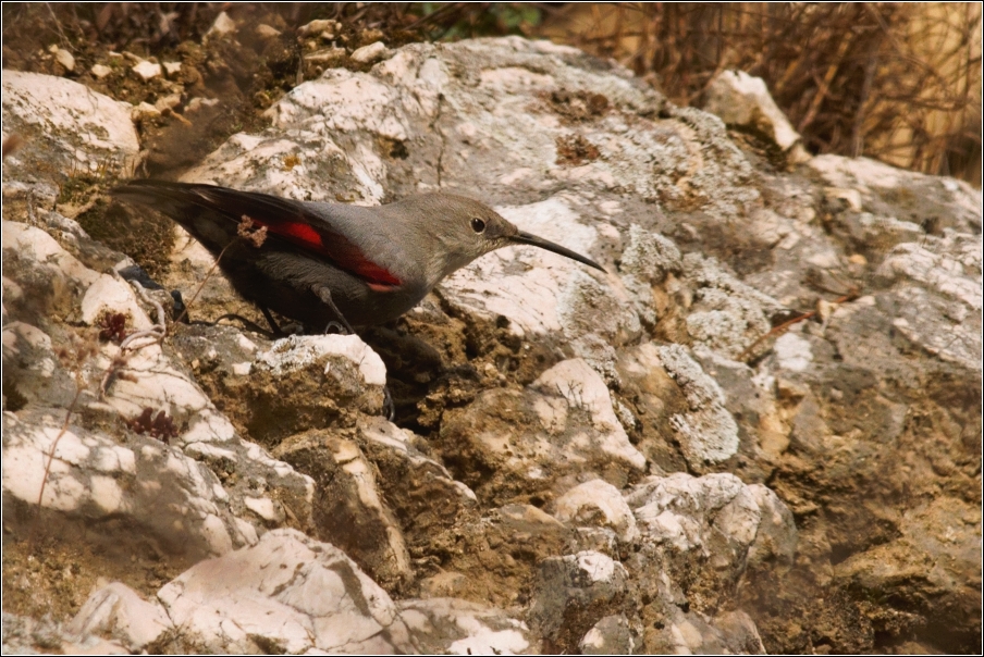 Zedníček skalní  (Trichodroma  muraria )