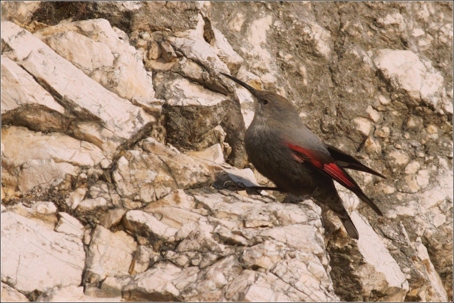 Zedníček skalní  (Trichodroma  muraria )