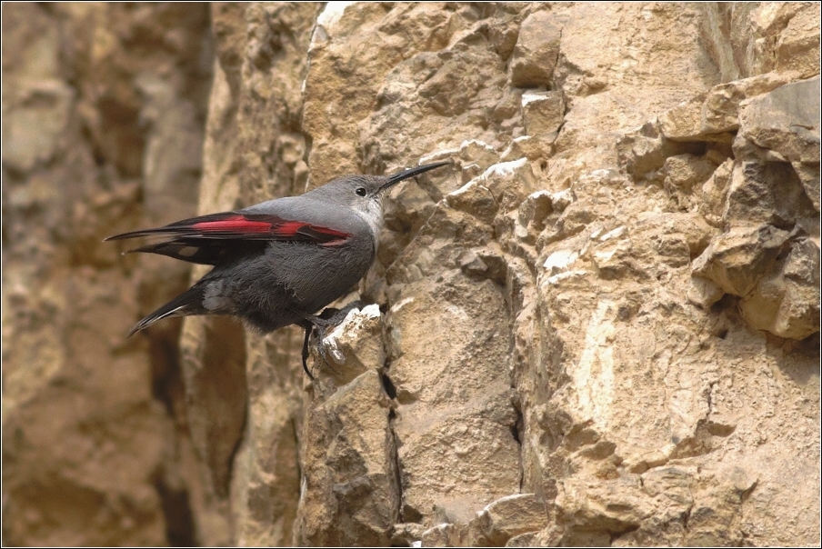 Zedníček skalní  (Trichodroma  muraria )