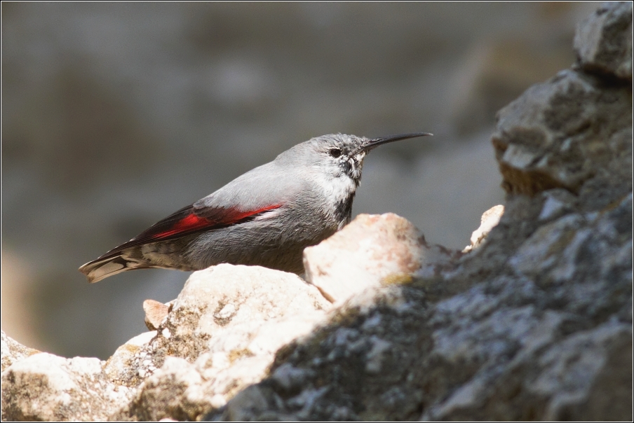 Zedníček skalní  (Trichodroma  muraria )