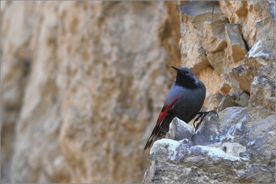 Zedníček skalní  (Trichodroma  muraria )