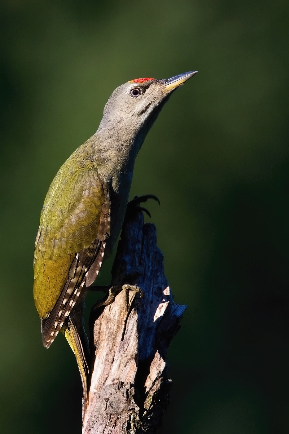 Žluna šedá  ( Picus canus )