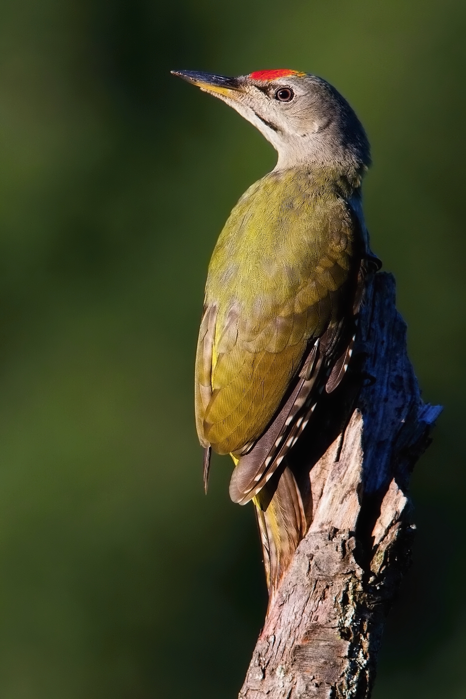 Žluna šedá  ( Picus canus )