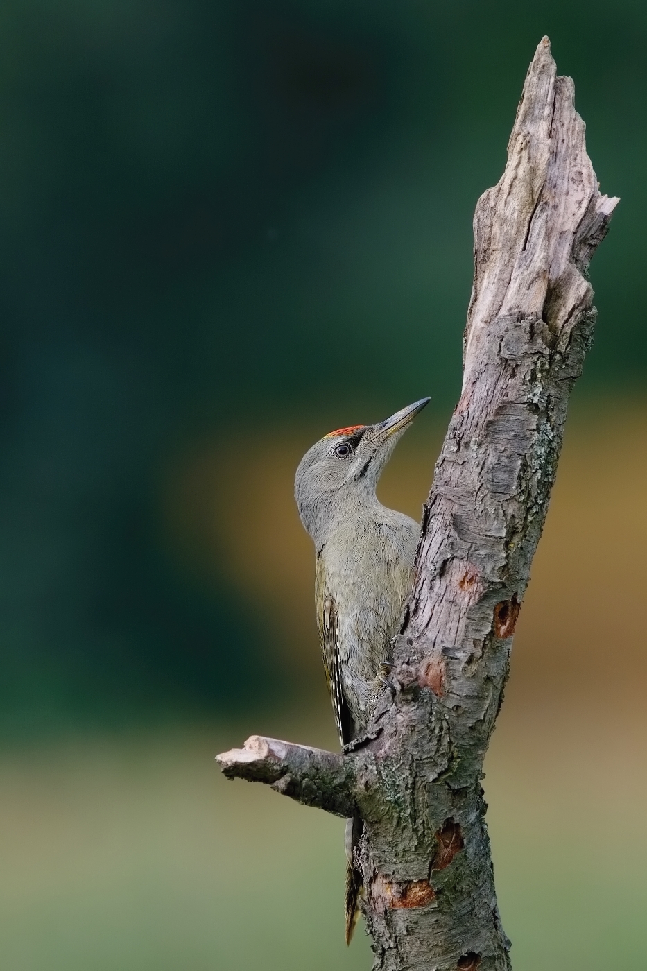 Žluna šedá  ( Picus canus )