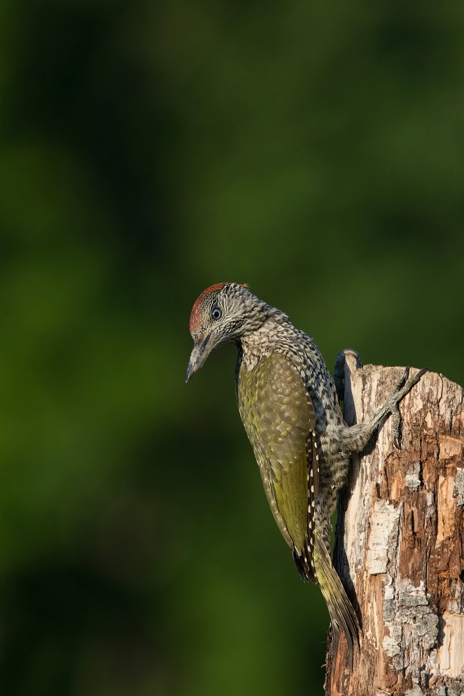 Žluna zelená  ( Picus viridis  )