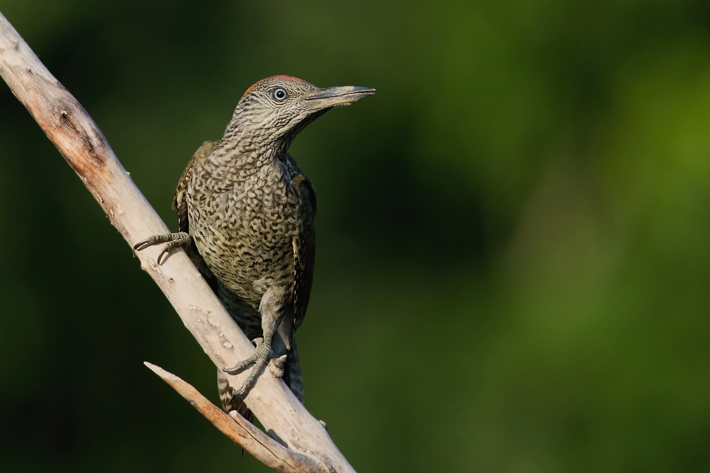 Žluna zelená  ( Picus viridis  )