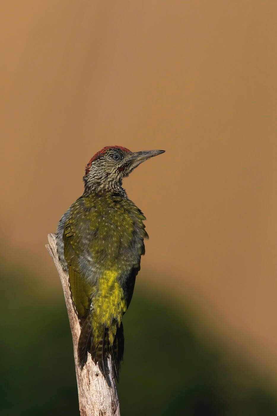 Žluna zelená  ( Picus viridis  )