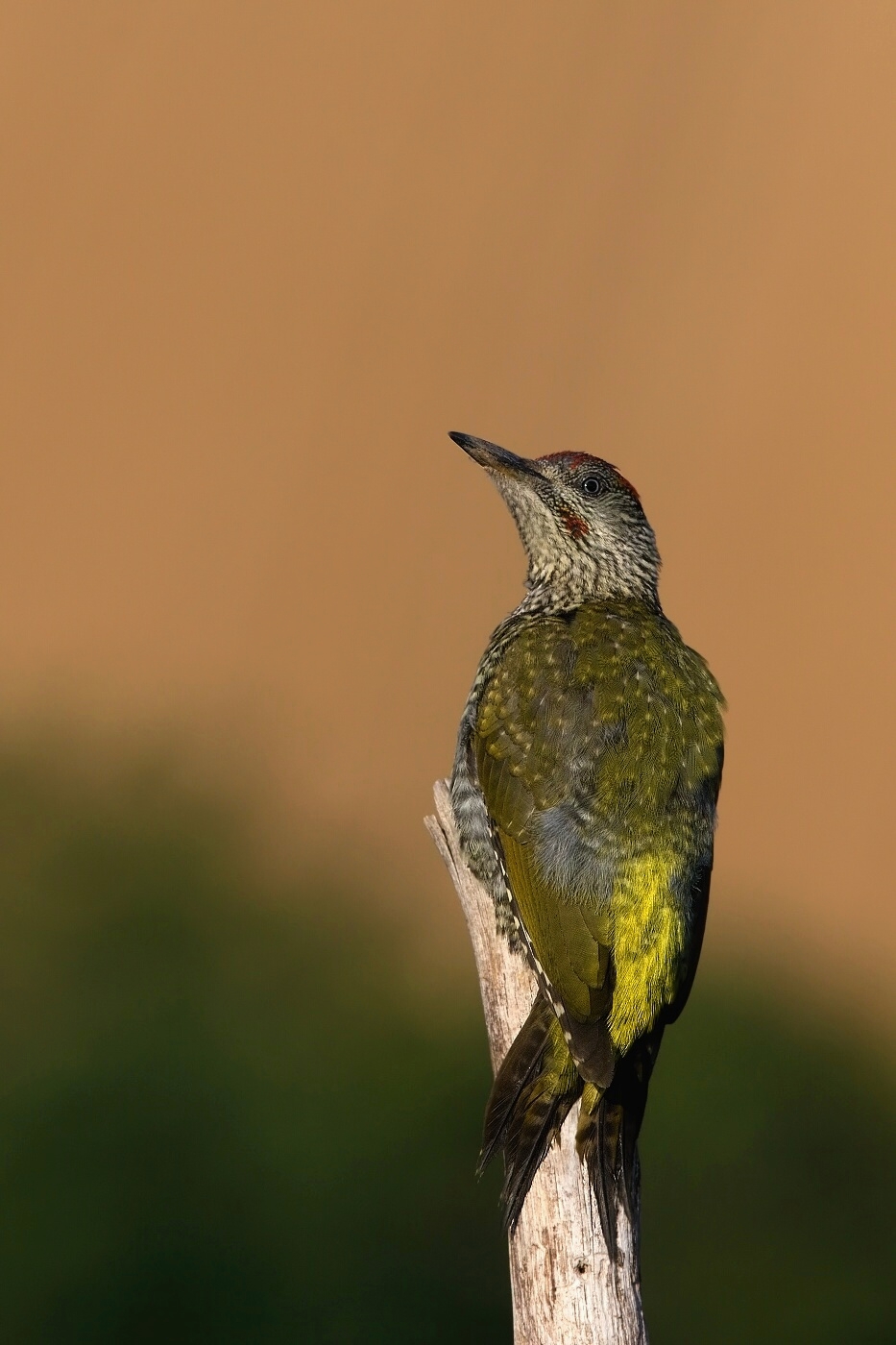 Žluna zelená  ( Picus viridis  )