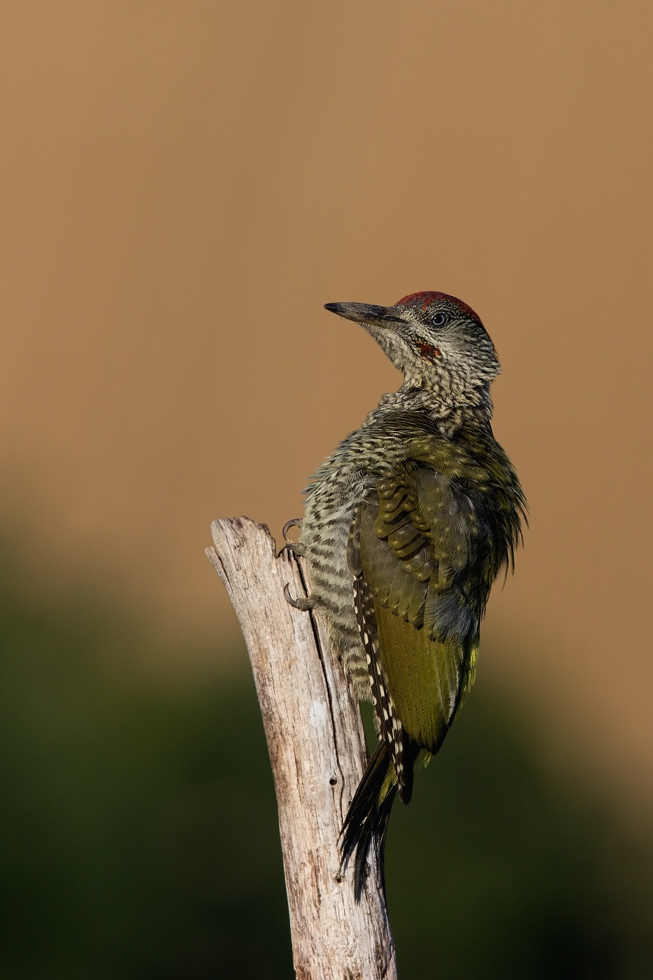 Žluna zelená  ( Picus viridis  )