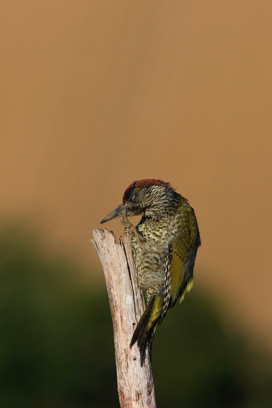 Žluna zelená  ( Picus viridis  )