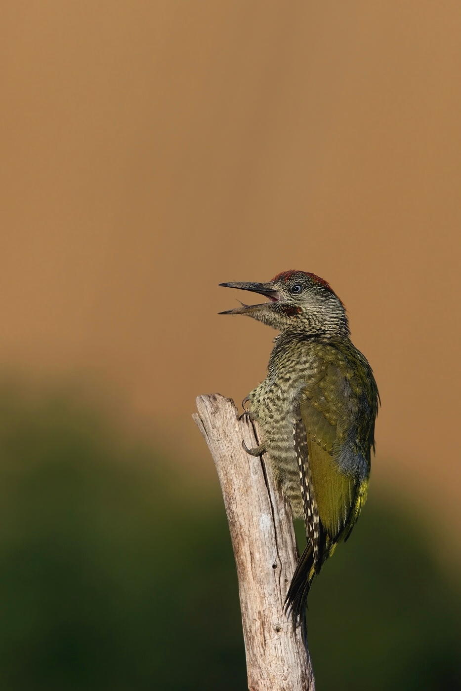 Žluna zelená  ( Picus viridis  )