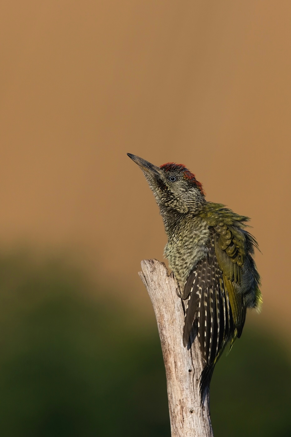 Žluna zelená  ( Picus viridis  )