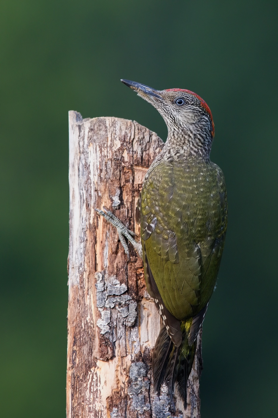 Žluna zelená  ( Picus viridis  )